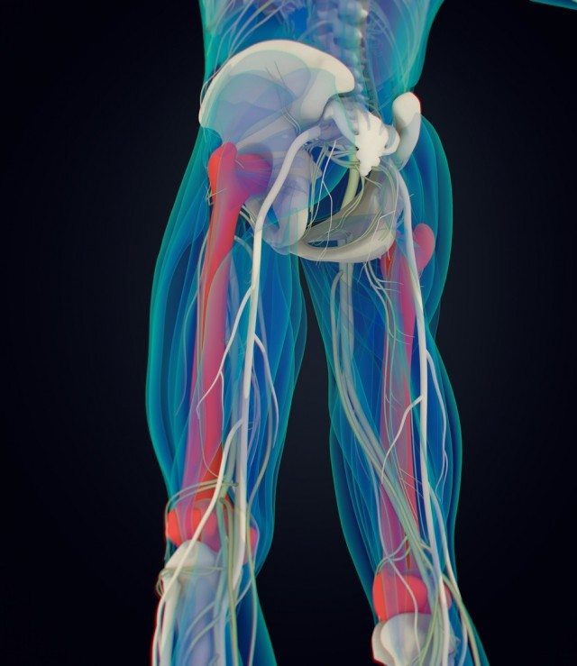 Femur bone. Human anatomy. 3D illustration